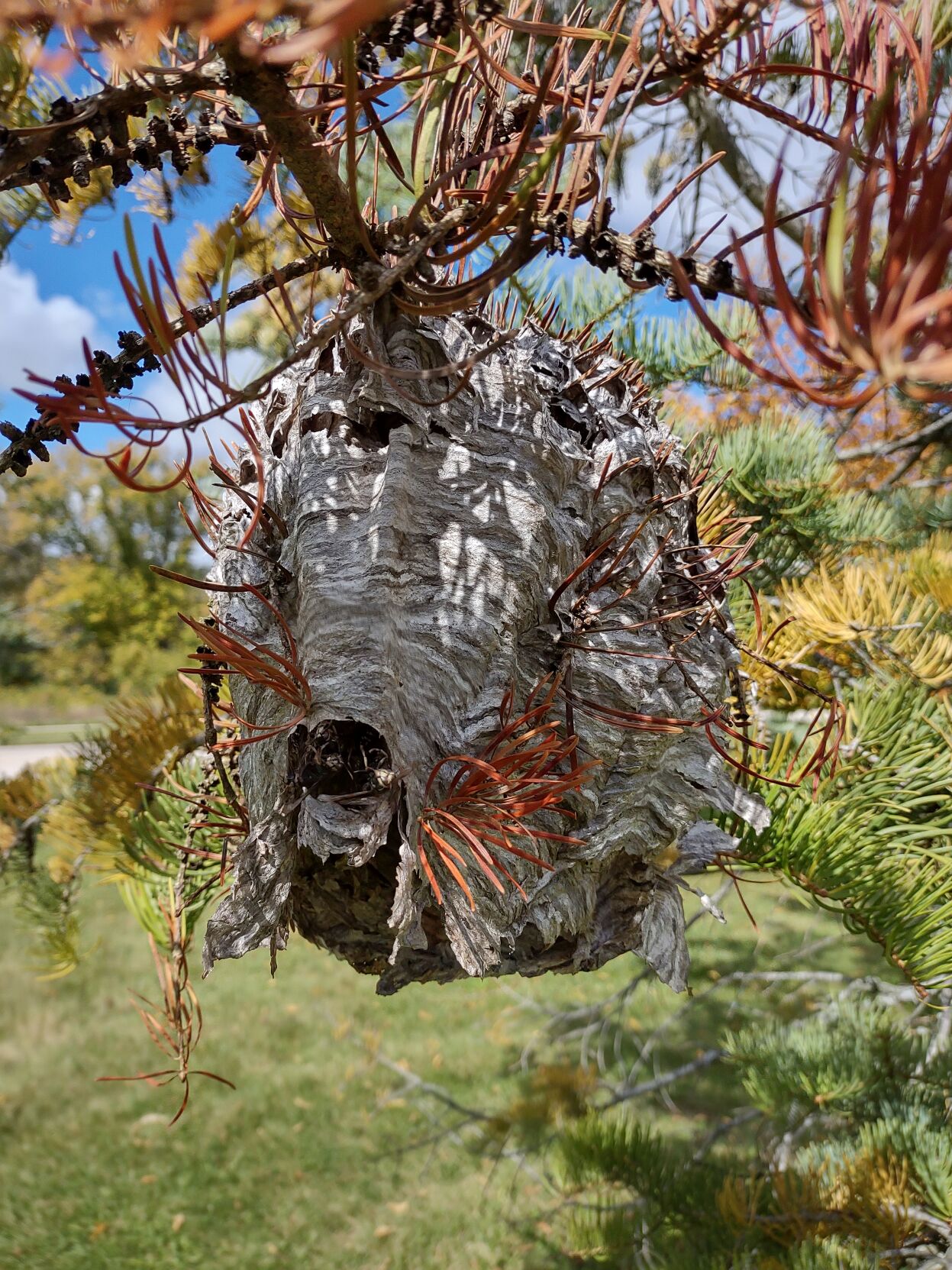 Wasp nest